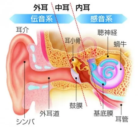 「ちょっと聞こえづらい…」と感じたら お気軽にご相談ください